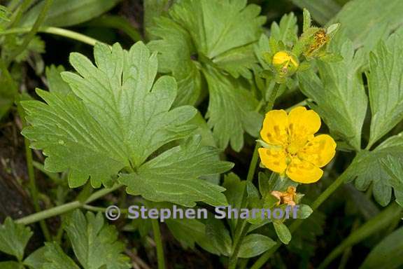 potentilla flabellifolia 1 graphic